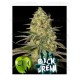 black-dream-eva-seeds