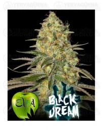 Black Dream Eva Seeds
