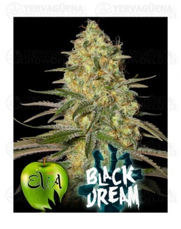 black-dream-eva-seeds