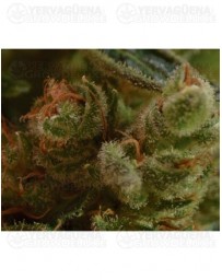 one-to-one-cbd-seeds