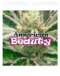 american-beauty-dr-underground