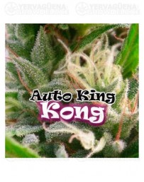 Auto King Kong Dr. Underground