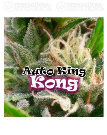 auto-king-kong-dr-underground