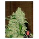 bubblegum-cogollo-central