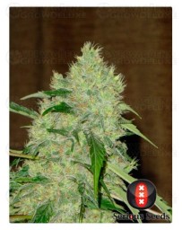 bubblegum-cogollo-central