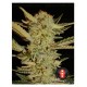 bubble-gum-feminizada-serious-seeds