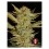 bubble-gum-feminizada-serious-seeds