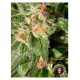 cbd-rich-warlock-serious-seeds