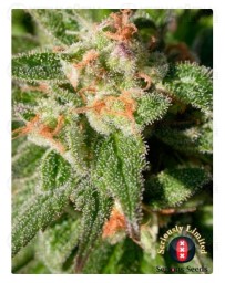 cbd-rich-warlock-serious-seeds