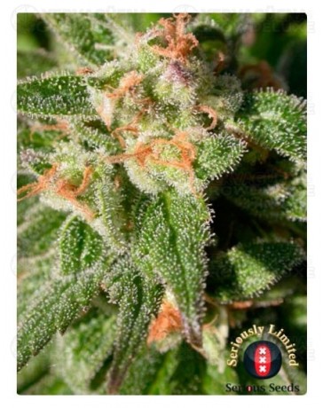 cbd-rich-warlock-serious-seeds