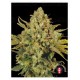 marihuana-medicinal-warlock-cbd