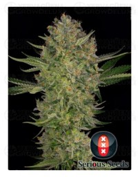 cogollo-serious-kush-serious-seeds