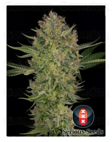 cogollo-serious-kush-serious-seeds