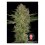 cogollo-serious-kush-serious-seeds