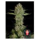 marihuana-serious-kush-serious-seeds