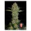 marihuana-serious-kush-serious-seeds