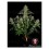 planta-marihuana-serious-kush
