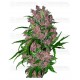 purple-bud-auto-marihuana-morada