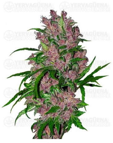 purple-bud-auto-marihuana-morada