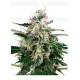 cogollo-white-skunk-auto-white-label