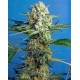 Crystal Candy F1 Fast Version Sweet Seeds