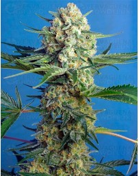Crystal Candy F1 Fast Version Sweet Seeds
