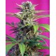 Chem Beyond Diesel CBD Sweet Seeds