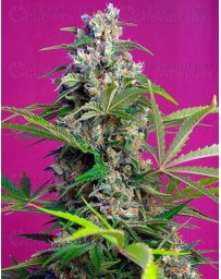 Gorilla Girl Sweet Seeds