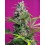 Gorilla Girl Sweet Seeds
