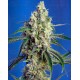 Green Poison CBD Sweet Seeds