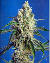 Green Poison CBD Sweet Seeds