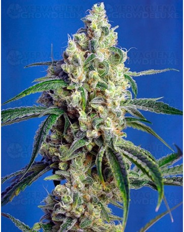 Green Poison CBD Sweet Seeds