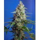 Honey Peach Auto CBD Sweet Seeds