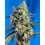 Sweet Amnesia Haze Sweet Seeds