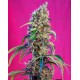 Black Jack CBD Sweet Seeds