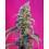 Black Jack CBD Sweet Seeds
