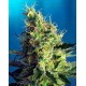 Sweet Pure CBD Sweet Seeds