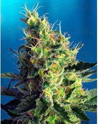 Sweet Pure CBD Sweet Seeds