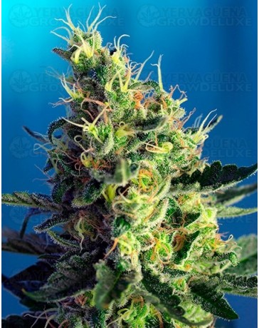 Sweet Pure CBD Sweet Seeds