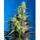 Ice Cool CBD Sweet Seeds