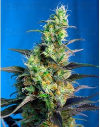 Ice Cool CBD Sweet Seeds