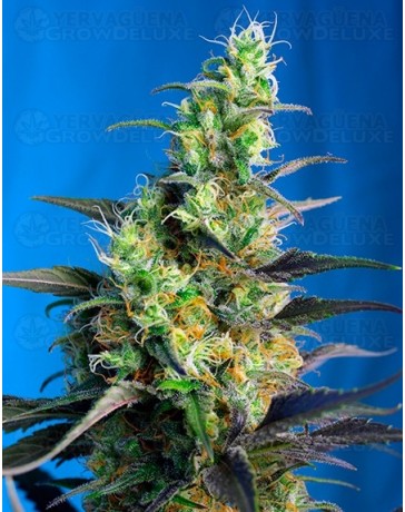 Ice Cool CBD Sweet Seeds