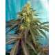 Cream Caramel CBD Sweet Seeds