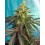Cream Caramel CBD Sweet Seeds