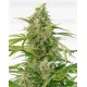 Cheese Auto CBD Dinafem