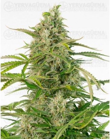 Cheese Auto CBD Dinafem