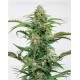 Dinamed Auto CBD Dinafem