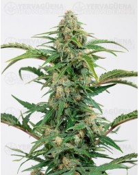 Dinamed Auto CBD Dinafem