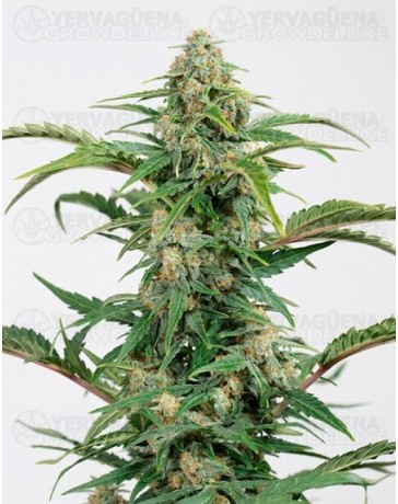 Dinamed Auto CBD Dinafem