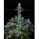 Early Amnesia CBD Dinafem